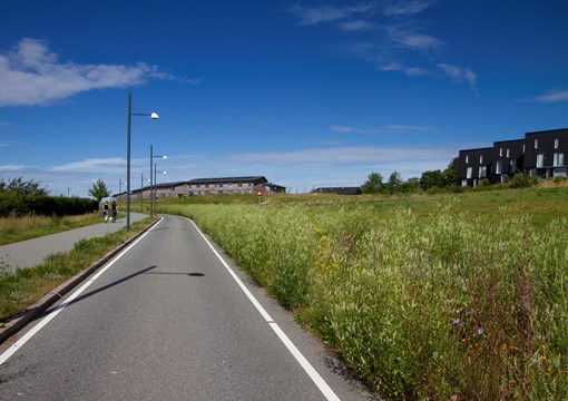 Hvid Stenkløver dominerede vejtruget på Skrænten i Trekroner i sommeren 2022.