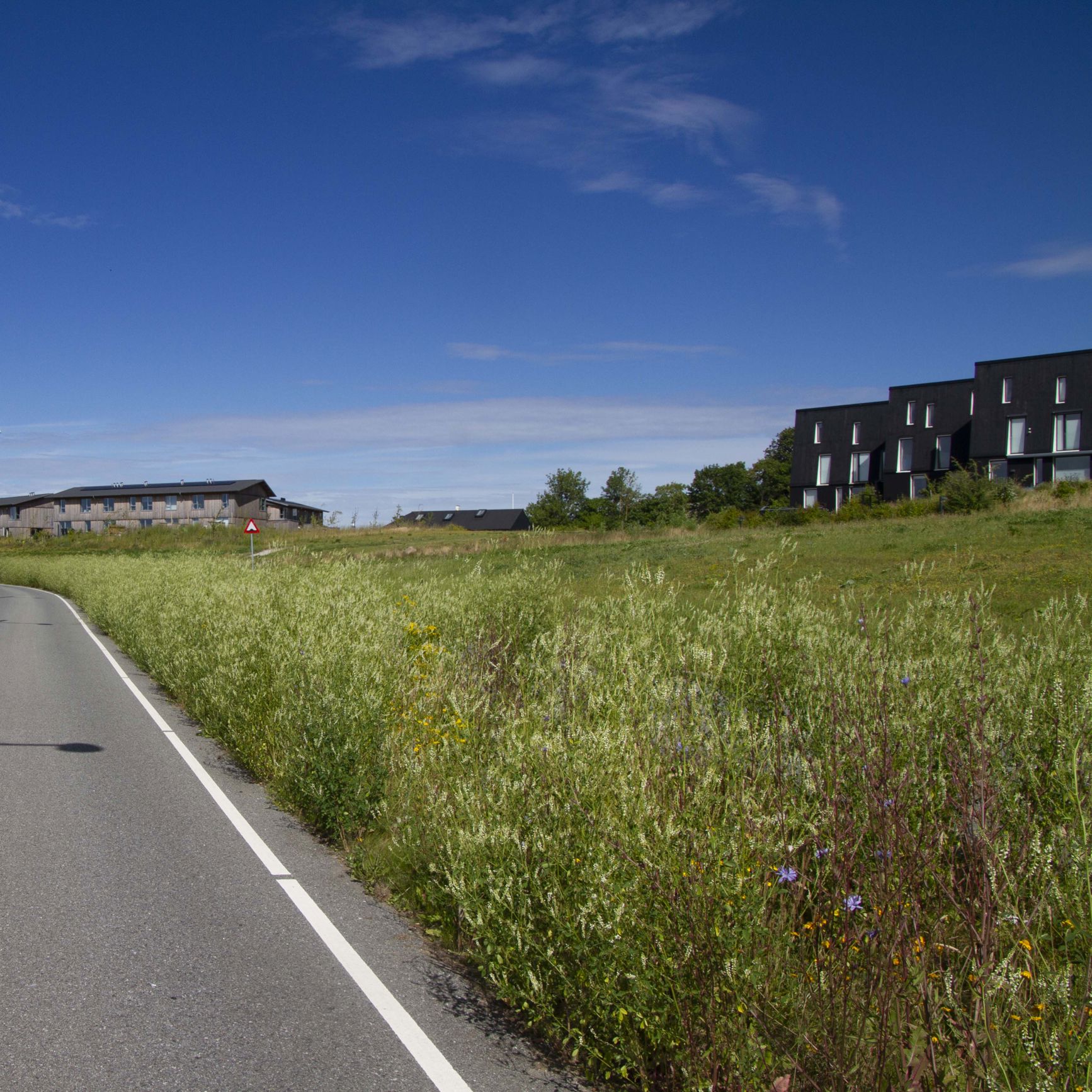 Hvid Stenkløver dominerede vejtruget på Skrænten i Trekroner i sommeren 2022.