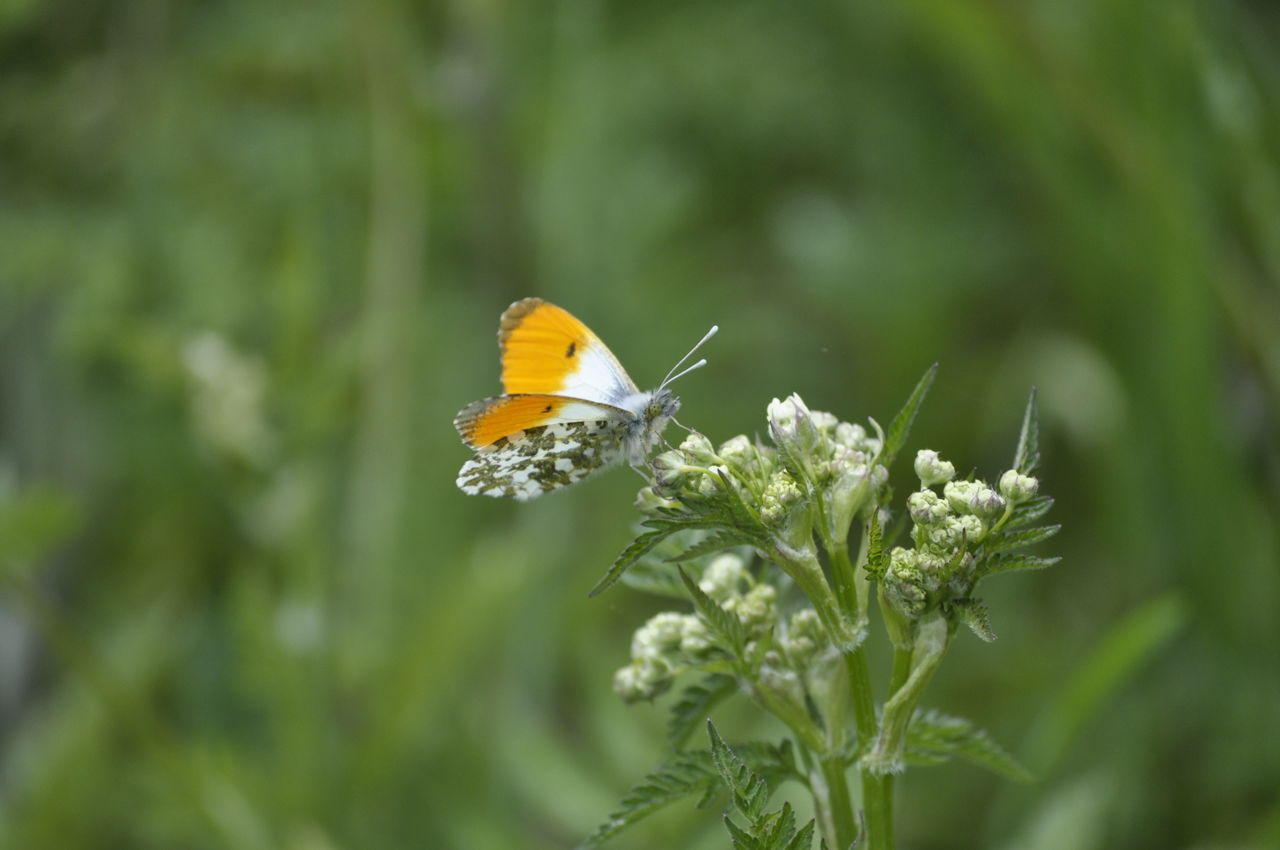 Aurora på vild kørvel i Kildemosen.