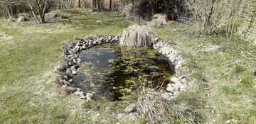 En havedam har plads til, at der lever en masse dyr nede i vandet, så den giver naturligvis mere liv i haven end underskålen.