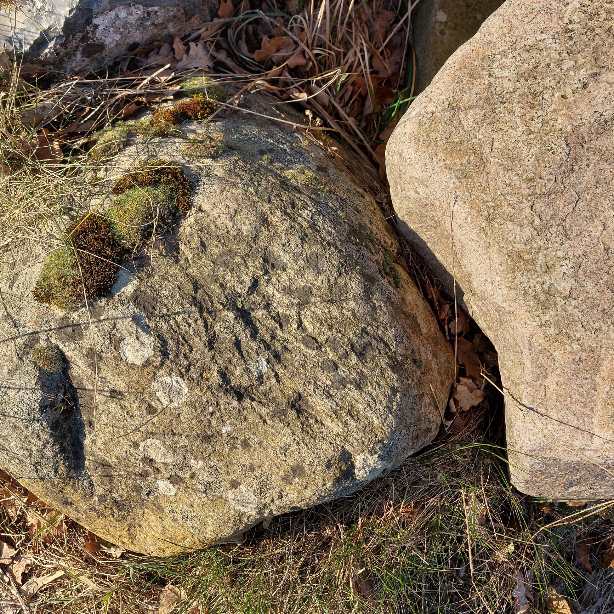 Sten - et levested for mosser og laver.