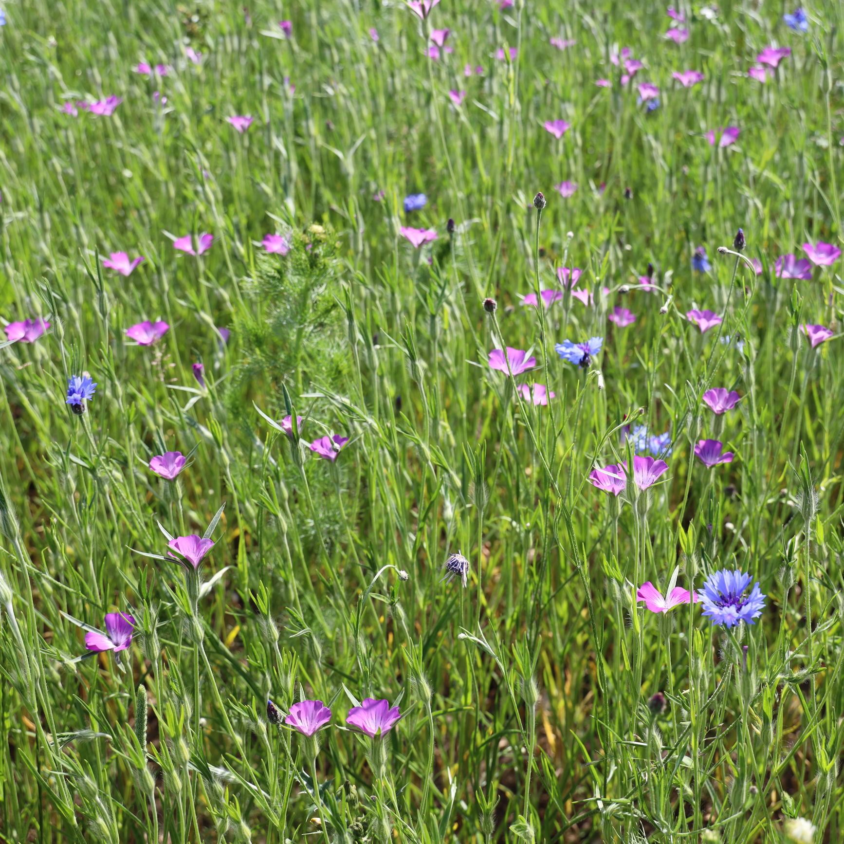 Kornblomst og klinte.