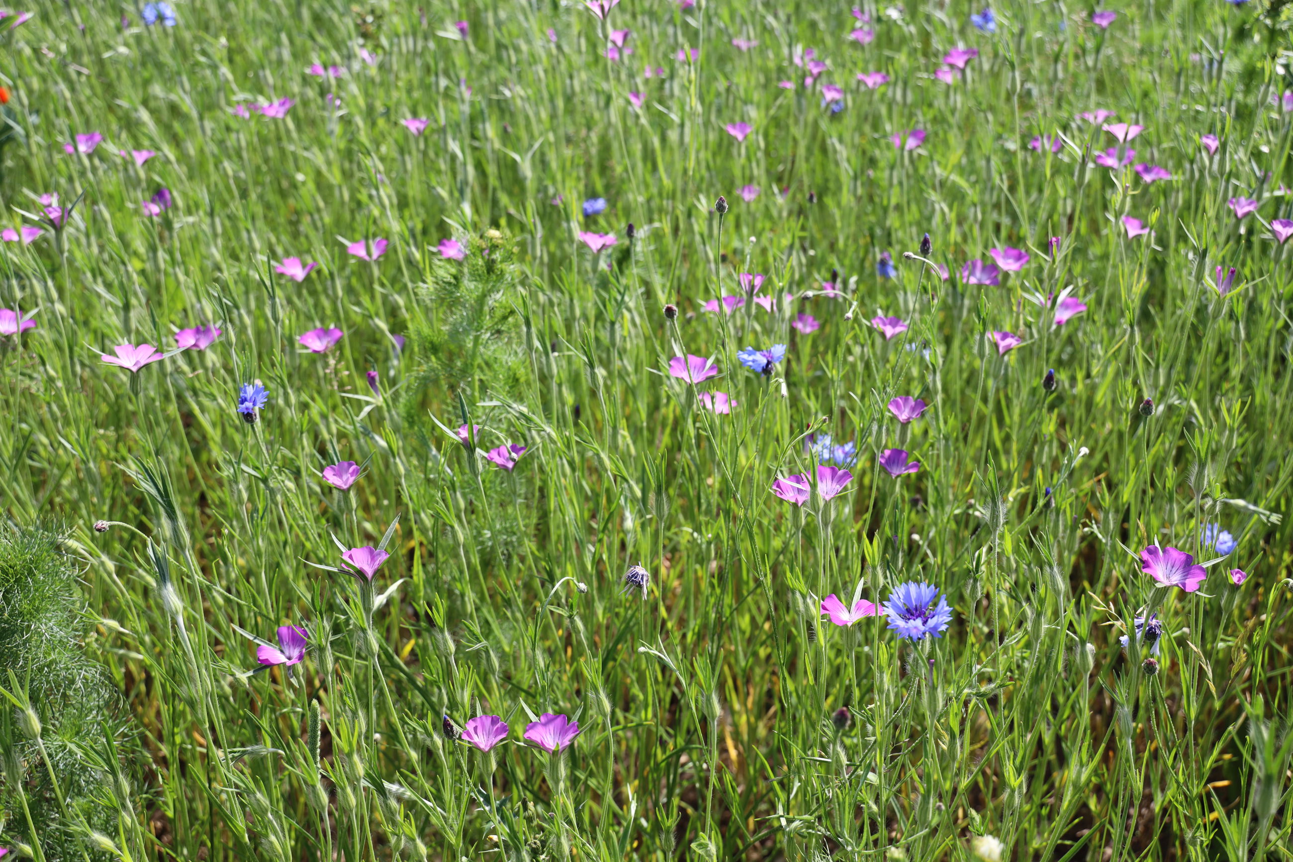 Kornblomst og klinte.