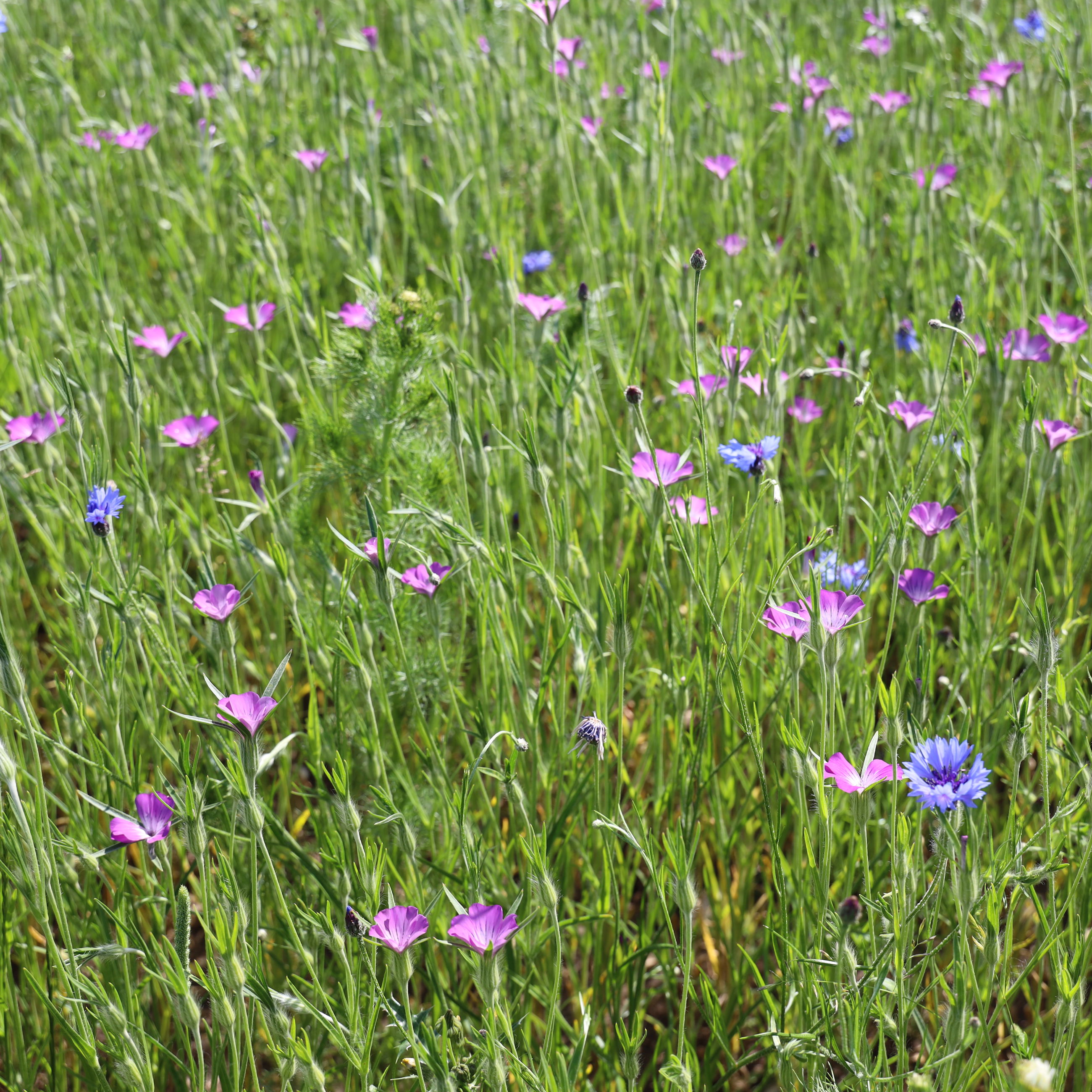 Kornblomst og klinte.