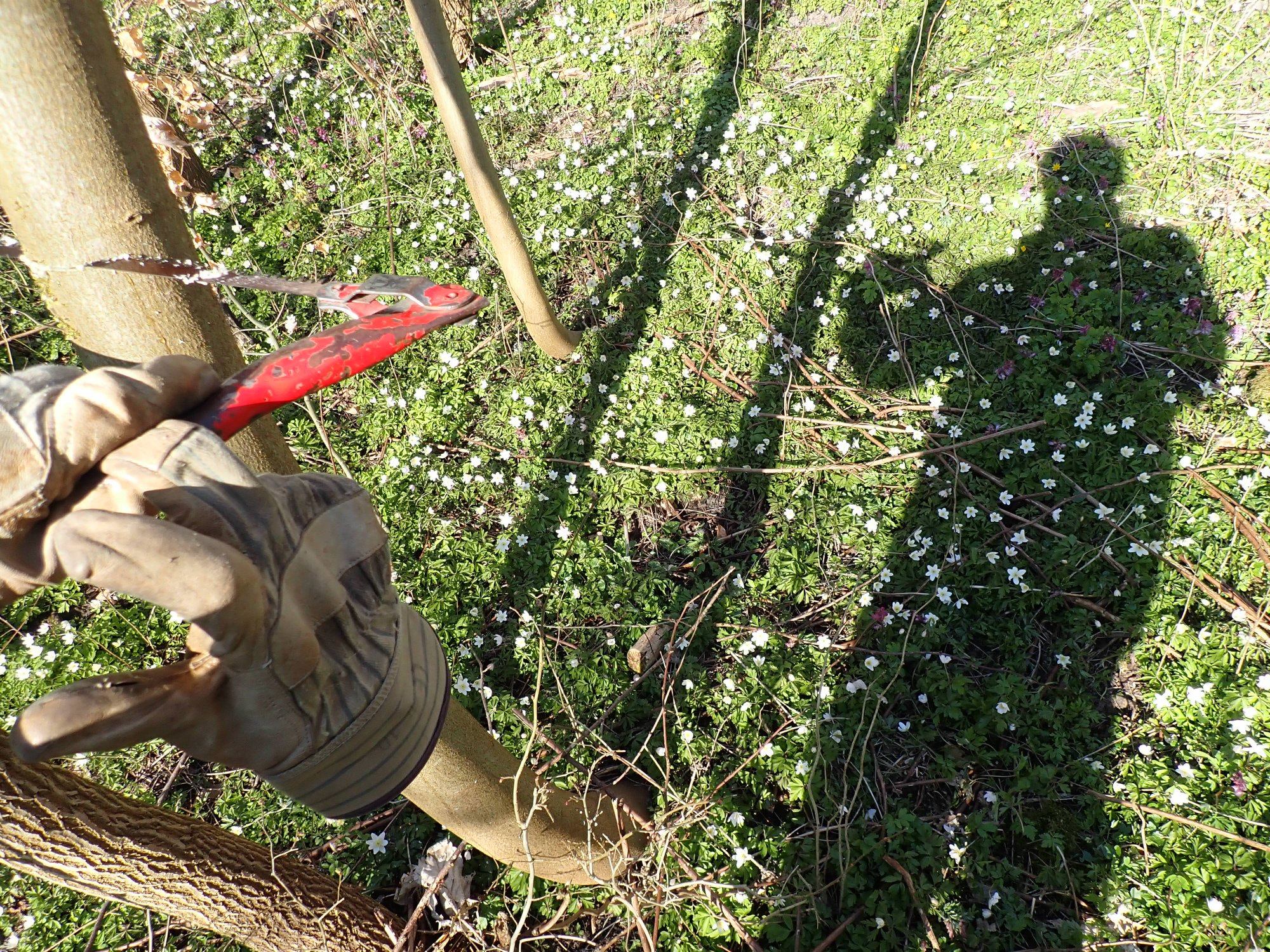 De smukke forårsblomster vidner om, at arbejdet med at stævne skoven betaler sig. 