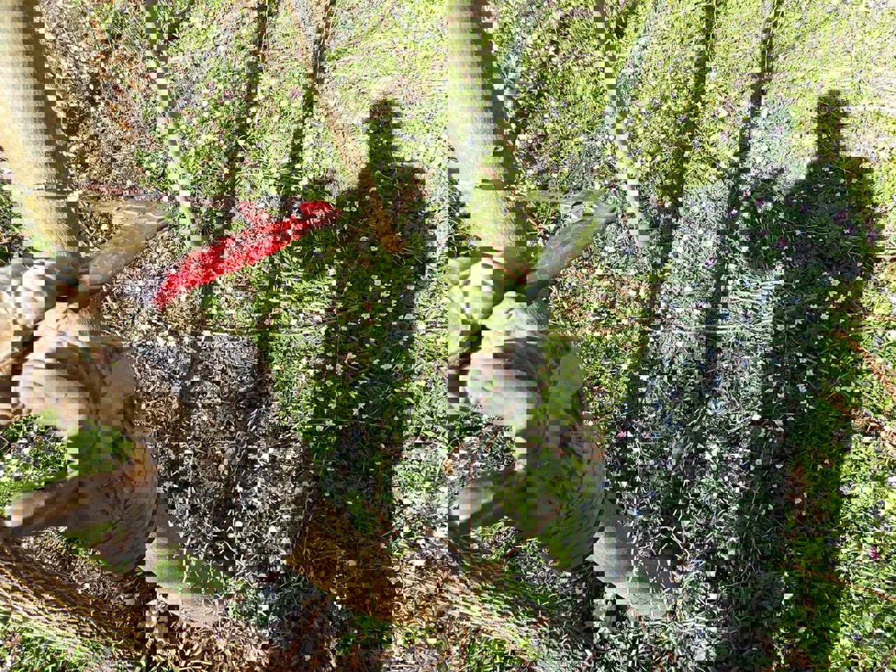 De smukke forårsblomster vidner om, at arbejdet med at stævne skoven betaler sig.