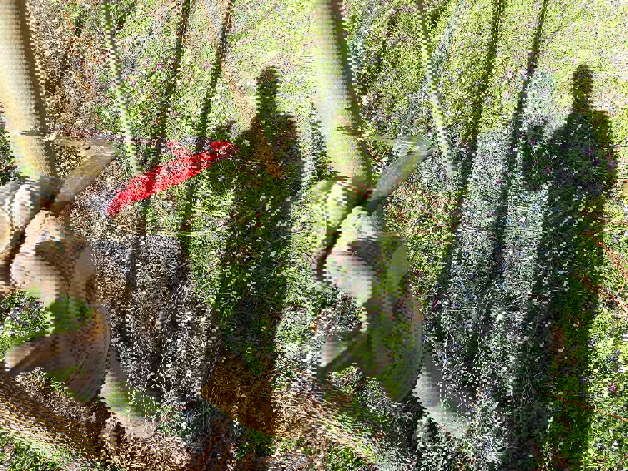 De smukke forårsblomster vidner om, at arbejdet med at stævne skoven betaler sig.