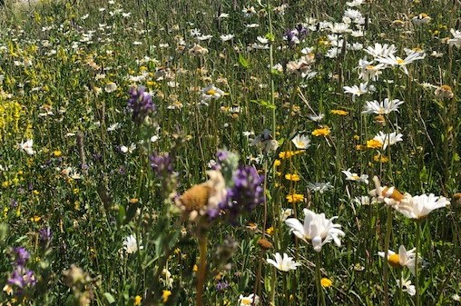 Vilde, blomstrende urter.