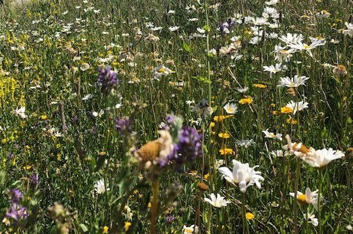 Vilde, blomstrende urter.