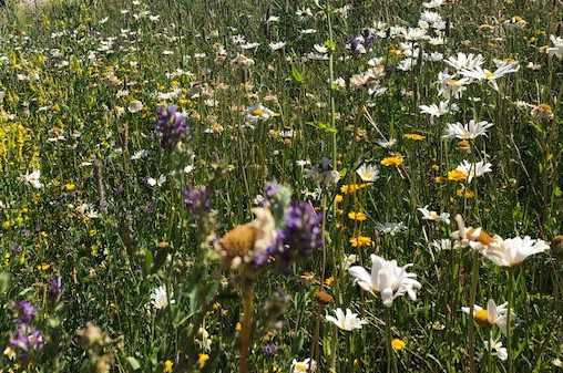 Vilde, blomstrende urter.