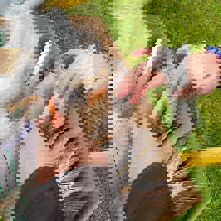 Frø 54 forskellige vilde blomsterarter