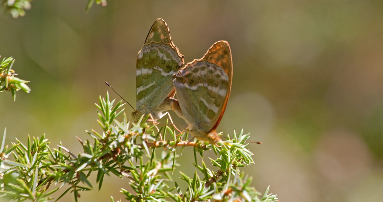 Stævningsskoven giver læ og lys til sommerfugle. Her ses to Kejserkåber der parrer sig.  
