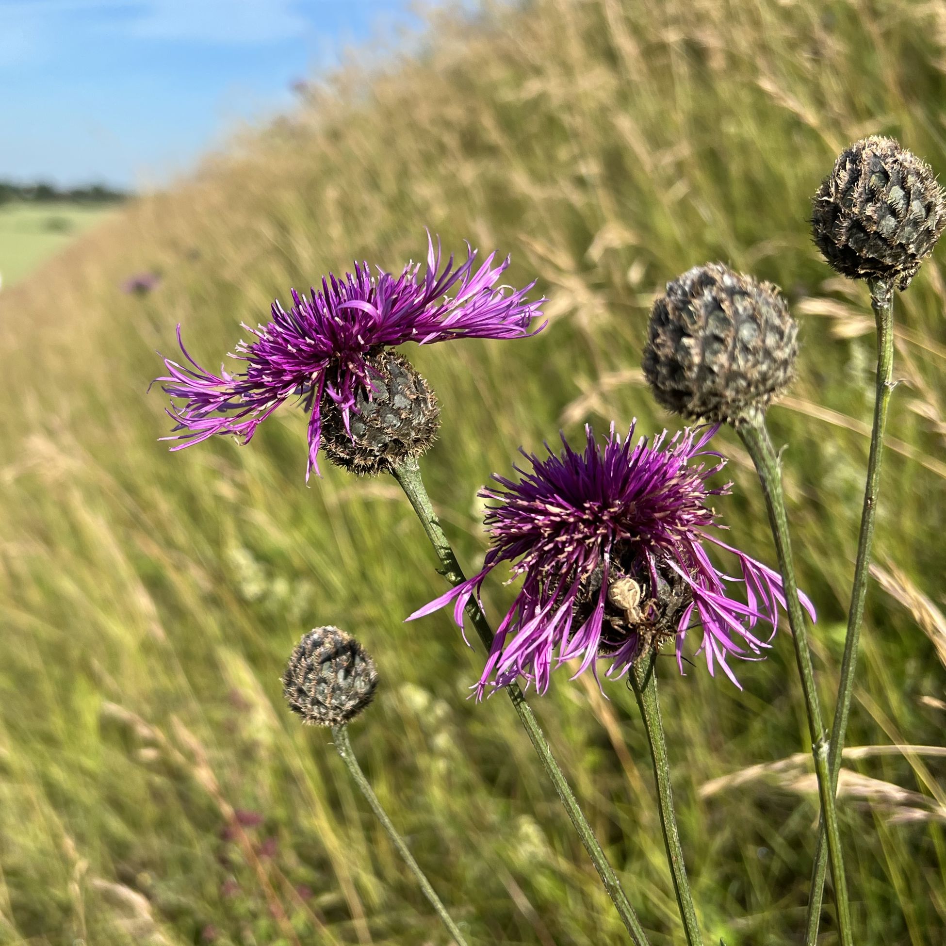 Stor knopurt ved Boserupvej. Kan du se edderkoppen der gemmer sig på billedet?
